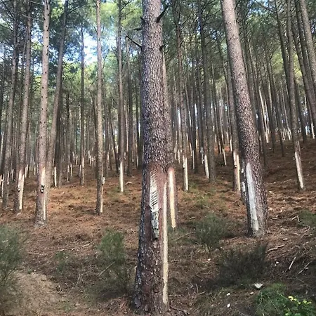 Rural La Resinera